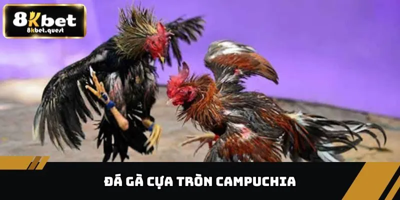 Tổng Hợp Đá Gà Campuchia, Thể Loại Và Cách Chơi Tại 8KBET 3 Đá gà cựa tròn Campuchia