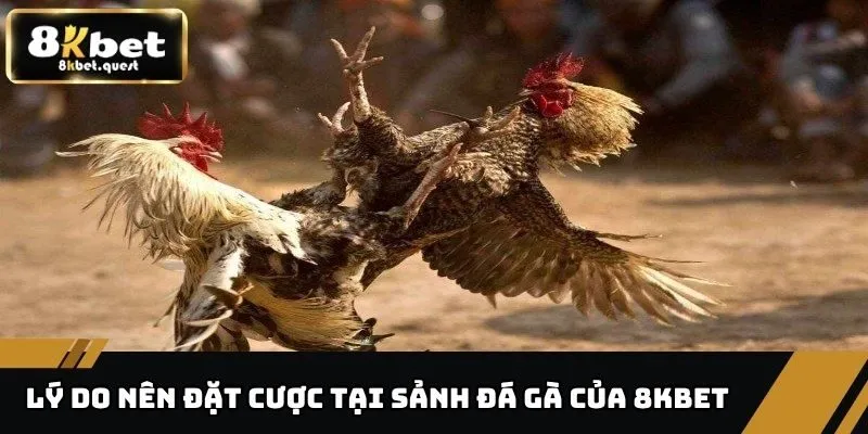 Đá Gà 8kbet 3 Lý do nên tham gia đặt cược tại sảnh đá gà của 8KBET