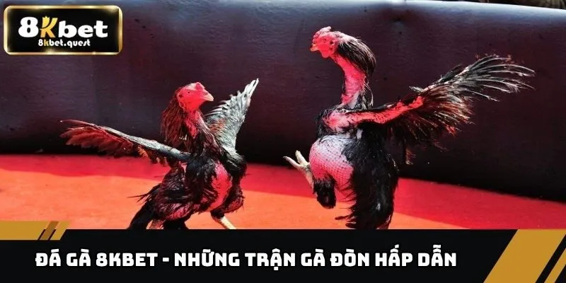 Đá Gà 8kbet 2 Đá gà 8KBET - Những trận gà đòn hấp dẫn