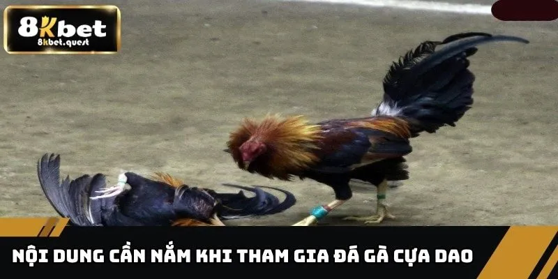 Đá Gà Cựa Dao - Những Điều Cần Biết Trước Khi Đặt Cược 3 Nội dung cần nắm khi tham gia đá gà cựa dao