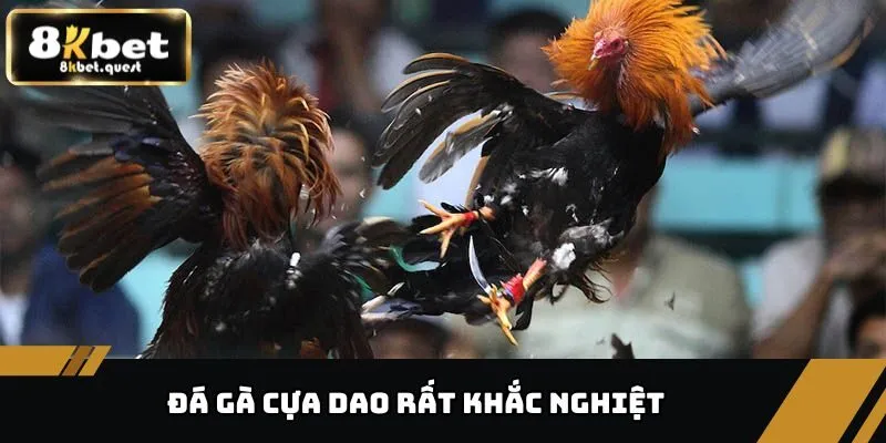 Đá Gà Trực Tiếp 8KBET - Điểm Đến Ưa Thích Của Mọi Người 3 Đá gà cựa dao rất khắc nghiệt