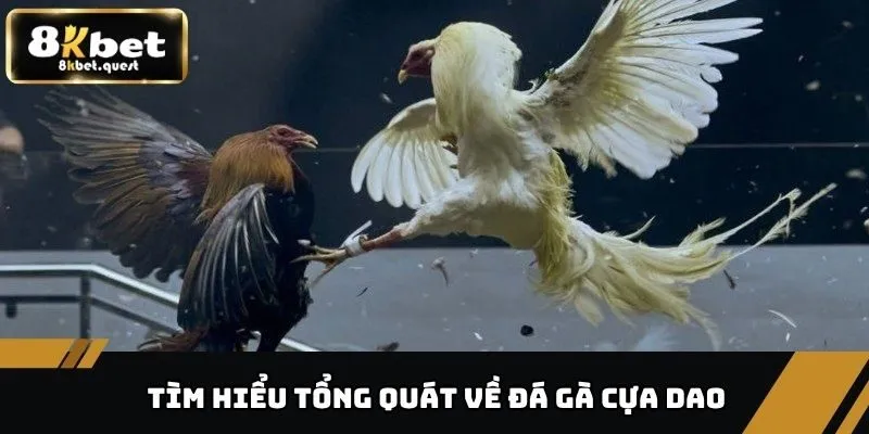 Đá Gà Cựa Dao - Những Điều Cần Biết Trước Khi Đặt Cược 2 Tìm hiểu tổng quát về đá gà cựa dao