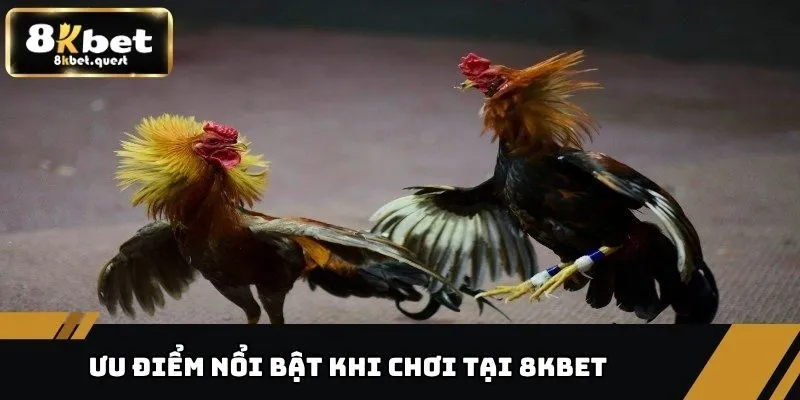 Đá Gà Cựa Dao - Những Điều Cần Biết Trước Khi Đặt Cược 4 Ưu điểm nổi bật khi chơi chọi kê tại nền tảng 8KBET