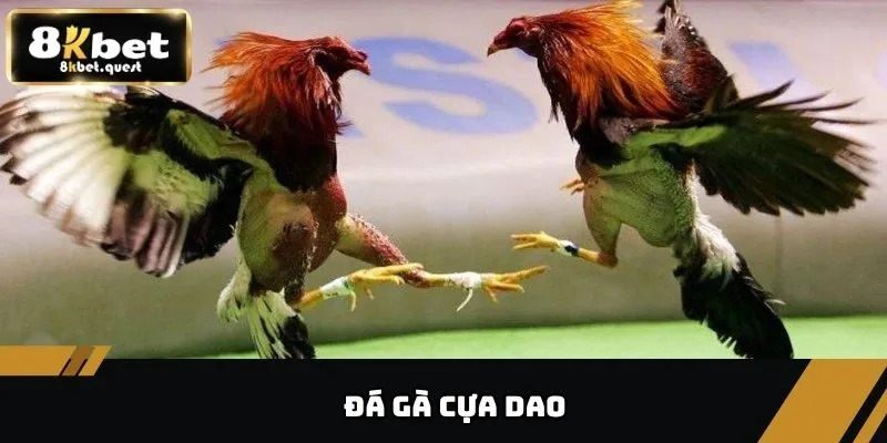 Đá Gà Cựa Dao - Những Điều Cần Biết Trước Khi Đặt Cược 3 Đá gà cựa dao