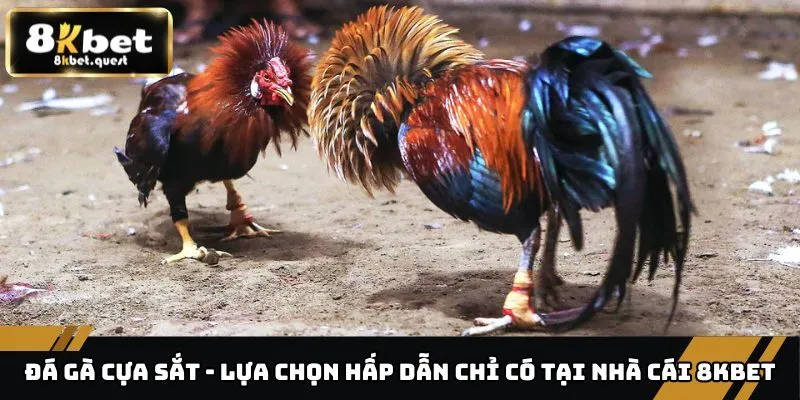 Đá Gà Cựa Sắt - Lựa Chọn Hấp Dẫn Chỉ Có Tại Nhà Cái 8KBET 1 Đá gà cựa sắt
