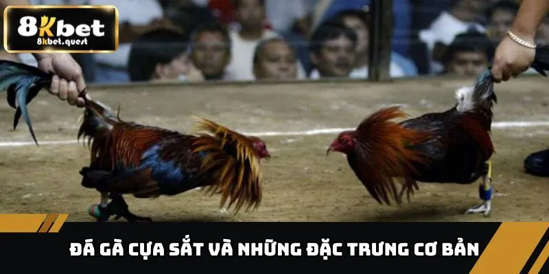 Đá Gà Cựa Sắt - Lựa Chọn Hấp Dẫn Chỉ Có Tại Nhà Cái 8KBET 2 Đặc trưng cơ bản của đá gà cựa sắt