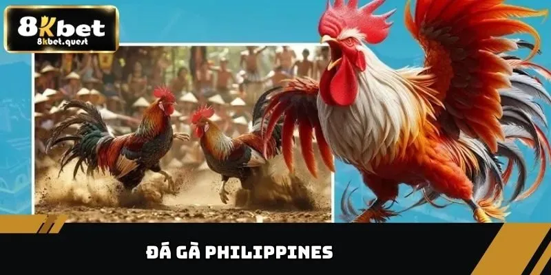 Đá Gà Philippines Kịch Tính Từng Giây Tại Nhà Cái 8KBET 4 Đá gà Philippines