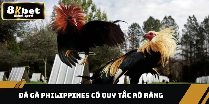 Đá Gà Philippines Kịch Tính Từng Giây Tại Nhà Cái 8KBET 3 Đá gà Philippines có hệ thống quy tắc rõ ràng