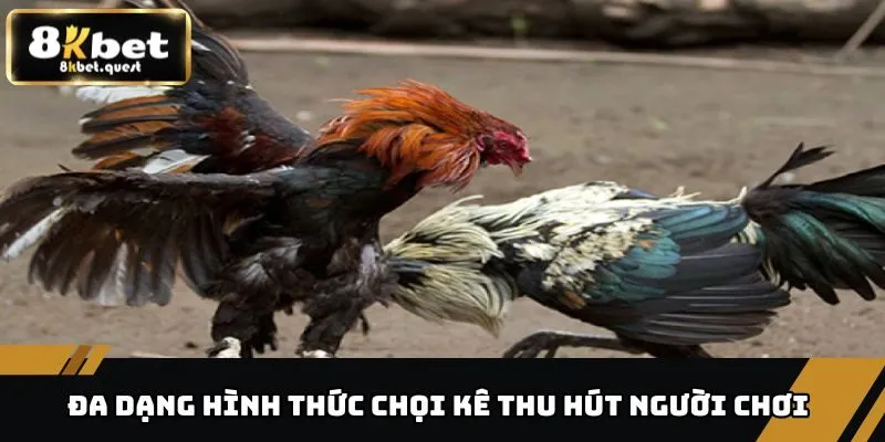 Đá Gà Thomo - Sân Chơi Đỉnh Cao Dành Cho Người Đam Mê 4 Đa dạng hình thức chọi kê Thomo thu hút người chơi