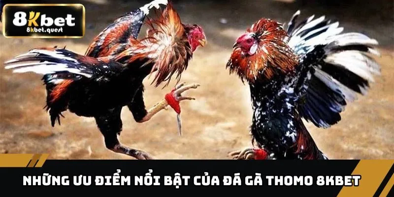Đá Gà Thomo - Sân Chơi Đỉnh Cao Dành Cho Người Đam Mê 3 Những ưu điểm nổi bật của đá gà Thomo 8KBET