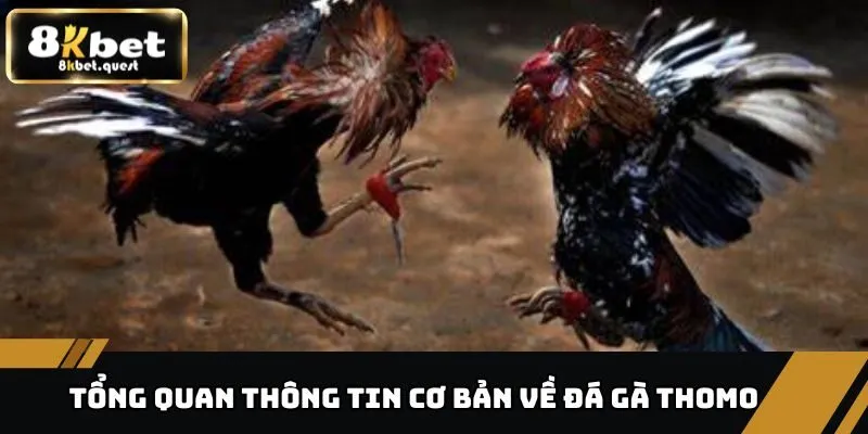 Đá Gà Thomo - Sân Chơi Đỉnh Cao Dành Cho Người Đam Mê 2 Tổng quan thông tin cơ bản về đá gà Thomo