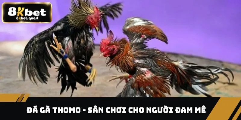 Đá Gà Thomo - Sân Chơi Đỉnh Cao Dành Cho Người Đam Mê 2 Đá gà Thomo