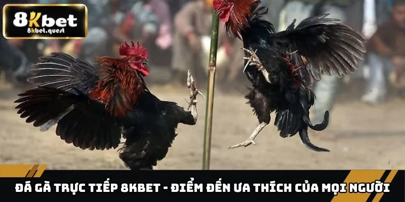 Đá Gà Trực Tiếp 8KBET - Điểm Đến Ưa Thích Của Mọi Người 10 Đá gà trực tiếp
