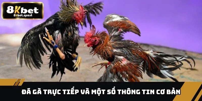 Đá Gà Trực Tiếp 8KBET - Điểm Đến Ưa Thích Của Mọi Người 2 Thông tin cơ bản về đá gà trực tiếp