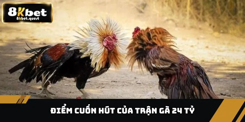 Trận Đá Gà 24 Tỷ - Cuộc Chiến Chấn Động Giới Đá Gà 8KBET 4 Điểm cuốn hút của trận gà 24 tỷ