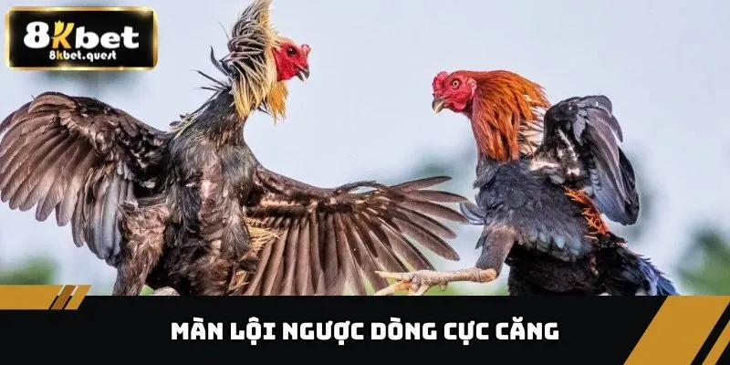 Trận Đá Gà 24 Tỷ - Cuộc Chiến Chấn Động Giới Đá Gà 8KBET 5 Màn lội ngược dòng cực căng