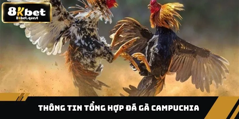Tổng Hợp Đá Gà Campuchia, Thể Loại Và Cách Chơi Tại 8KBET 2 Thông tin tổng hợp đá gà Campuchia 8KBET