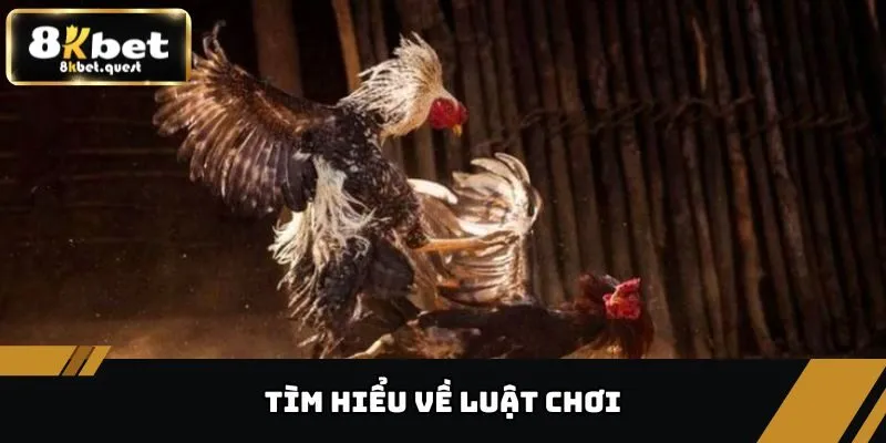 Tổng Hợp Đá Gà Campuchia, Thể Loại Và Cách Chơi Tại 8KBET 4 Tìm hiểu về luật chơi