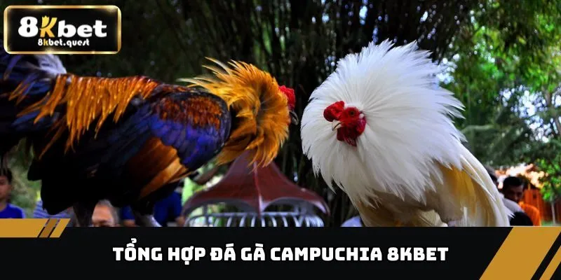 Tổng Hợp Đá Gà Campuchia, Thể Loại Và Cách Chơi Tại 8KBET 7 Tổng hợp đá gà Campuchia
