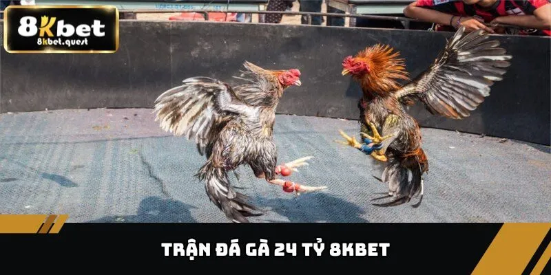 Trận Đá Gà 24 Tỷ - Cuộc Chiến Chấn Động Giới Đá Gà 8KBET 8 Trận đá gà 24 tỷ
