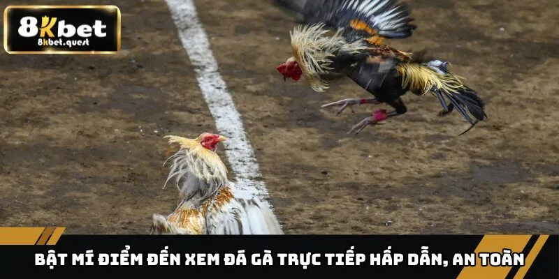 Bật Mí Điểm Đến Xem Đá Gà Trực Tiếp Hấp Dẫn, An Toàn 9 Xem đá gà trực tiếp