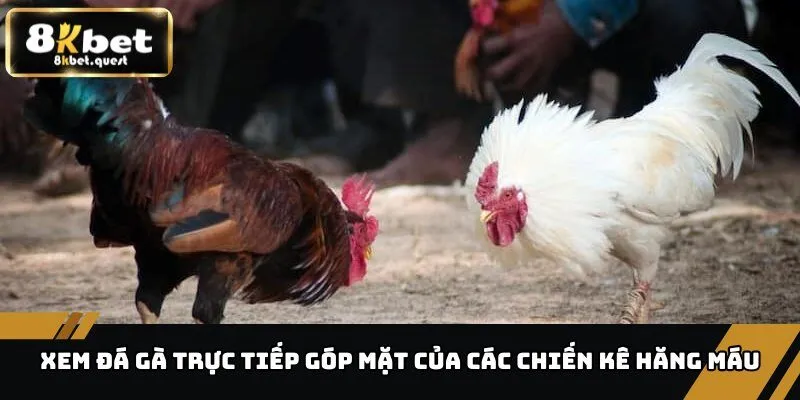 Bật Mí Điểm Đến Xem Đá Gà Trực Tiếp Hấp Dẫn, An Toàn 3 Xem đá gà trực tiếp góp mặt của các chiến kê hăng máu