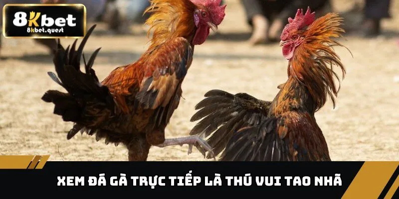 Bật Mí Điểm Đến Xem Đá Gà Trực Tiếp Hấp Dẫn, An Toàn 2 Xem đá gà trực tiếp là thú vui tao nhã